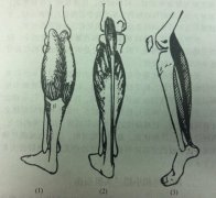 小腿肌肉拉伤快速恢复方法和预防知识